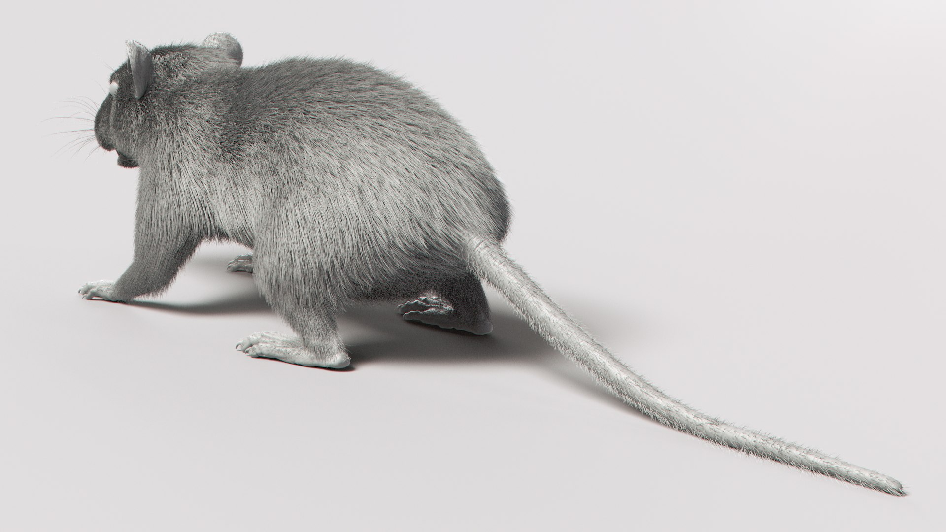Rat white fur 3D model - TurboSquid 1671242