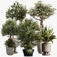 AV Indoor Plants Set 491 Palm Spathiphyllum Schefflera Umbrella ficus Olive