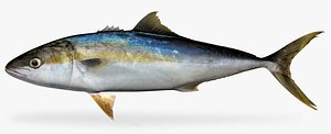 maya yellowtail