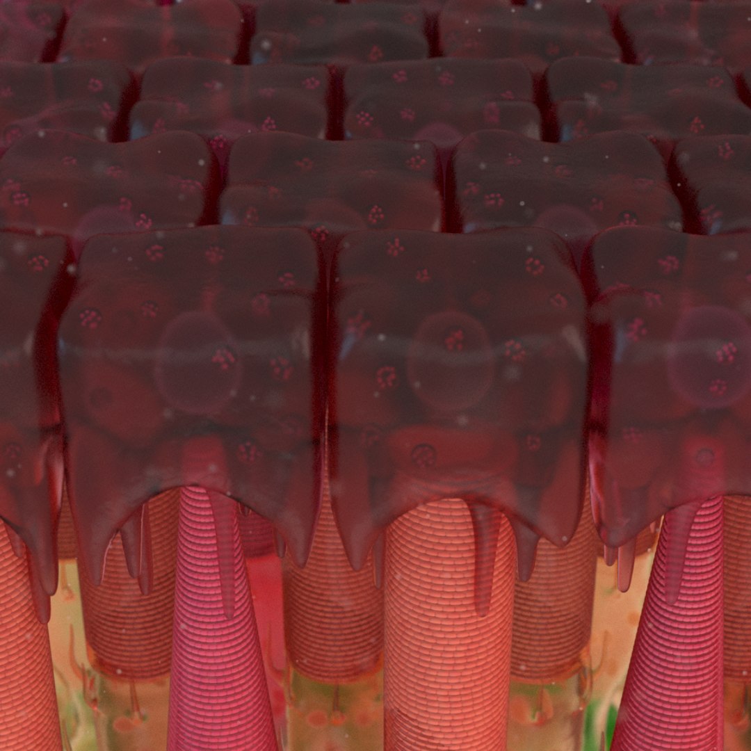 3D eye photoreceptors - TurboSquid 1309507
