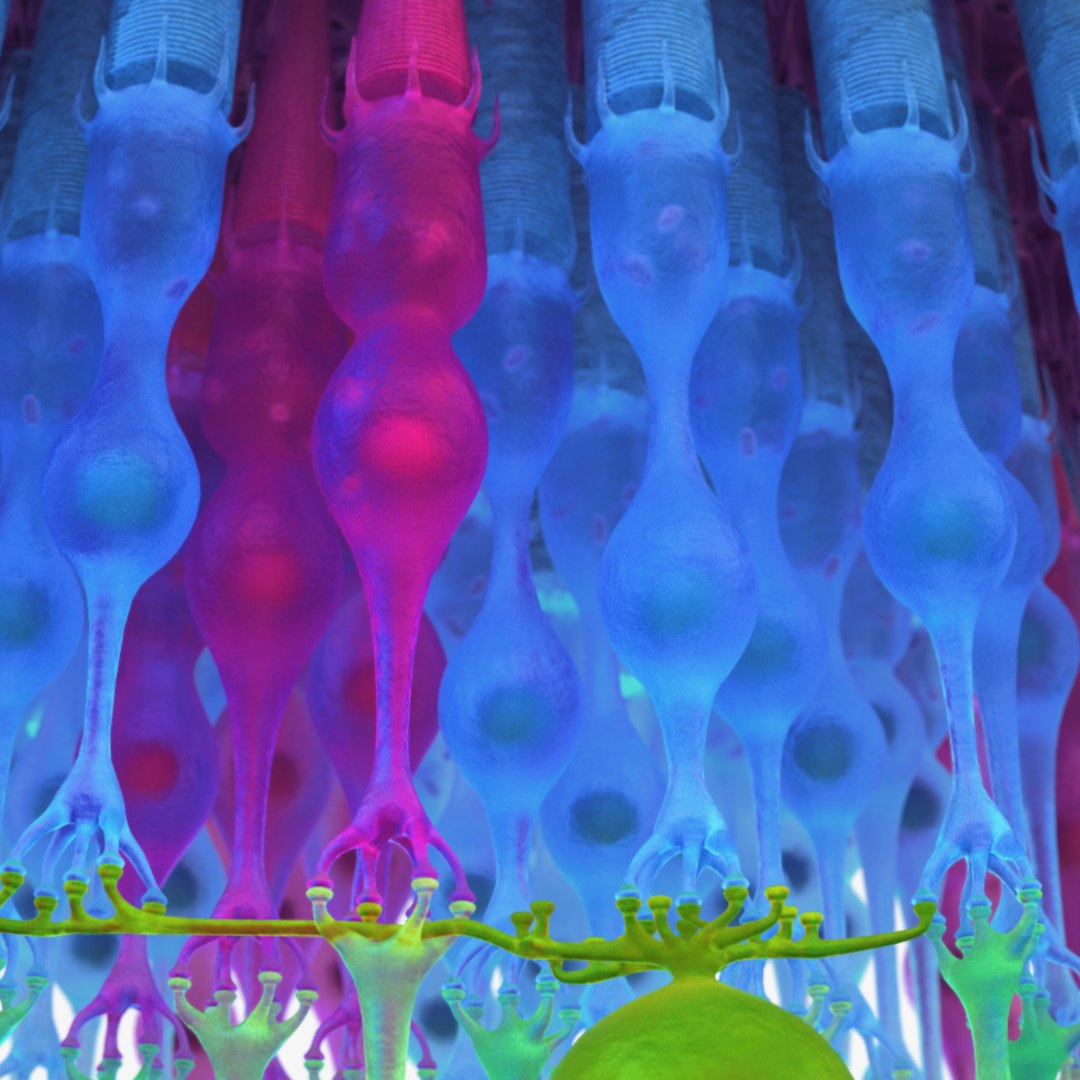3D Eye Photoreceptors - TurboSquid 1309507