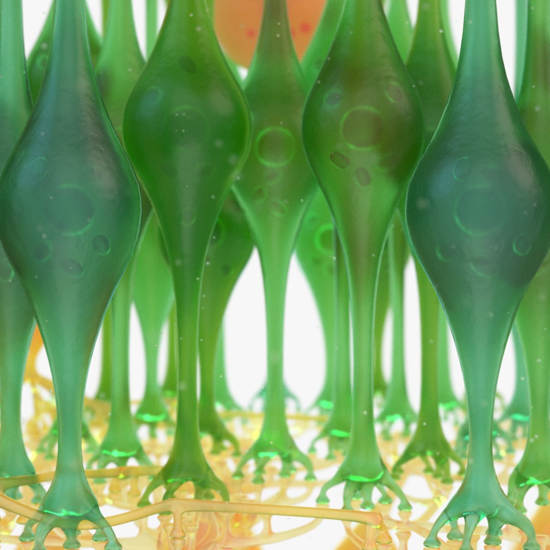 3D eye photoreceptors - TurboSquid 1309507