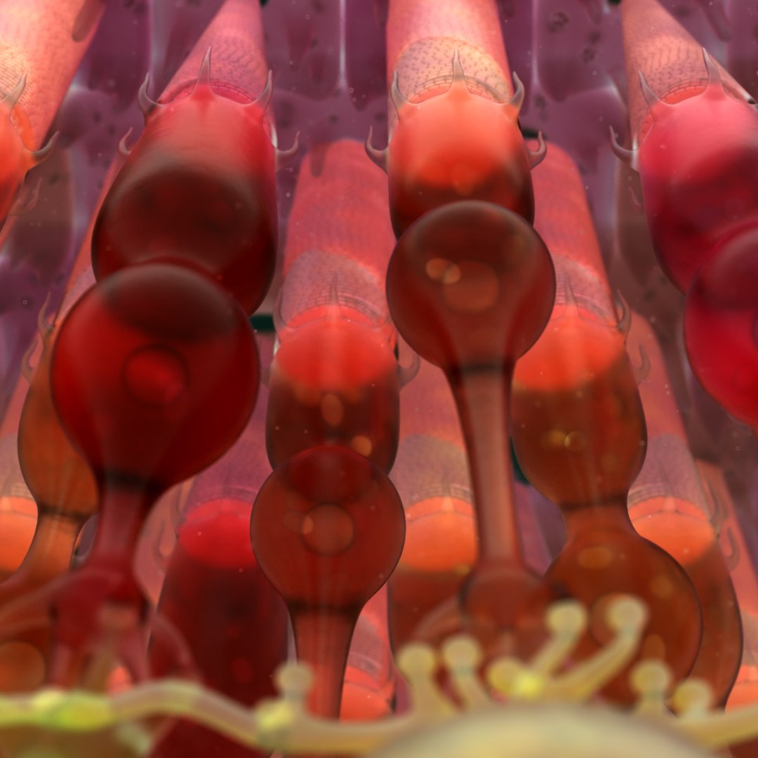 3D eye photoreceptors - TurboSquid 1309507