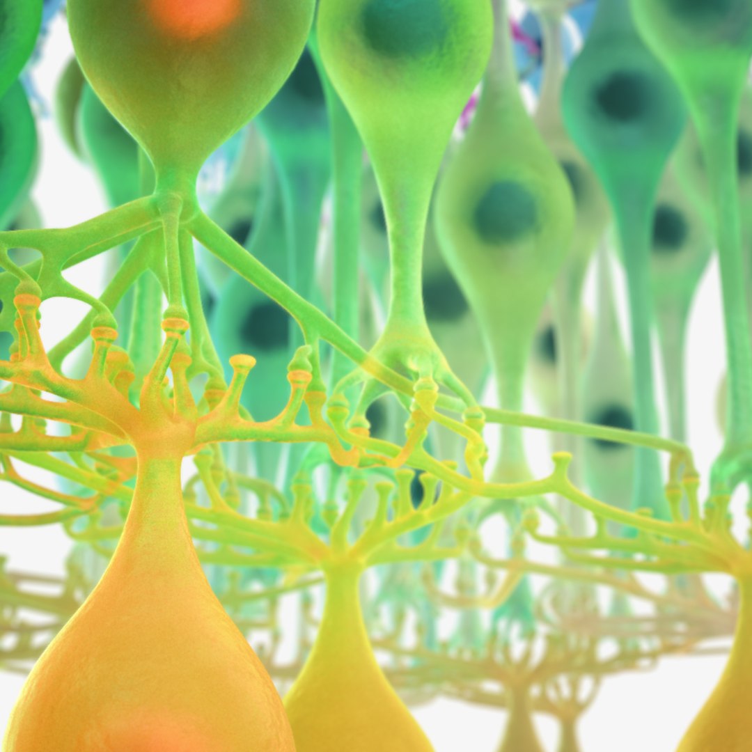 3D Eye Photoreceptors - TurboSquid 1309507