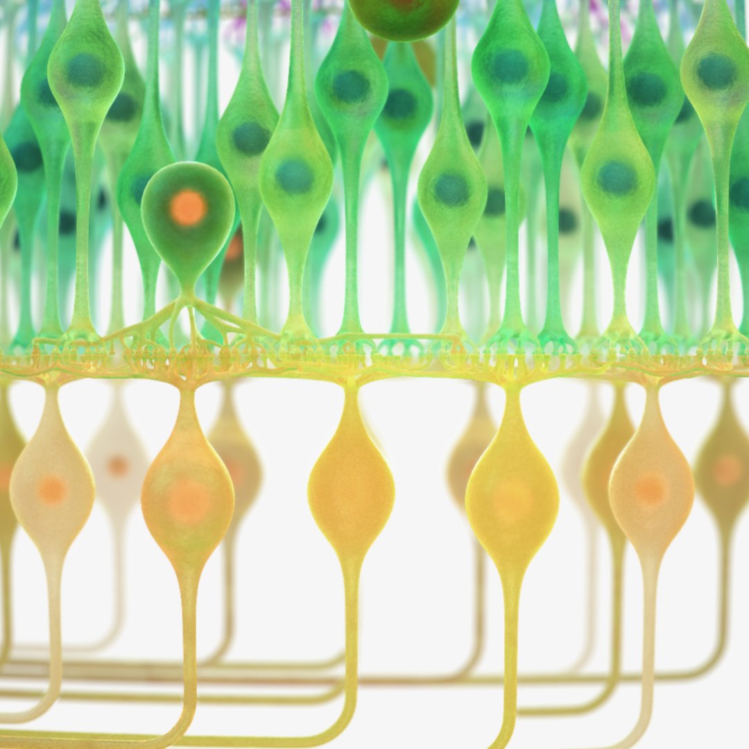 3D Eye Photoreceptors - TurboSquid 1309507