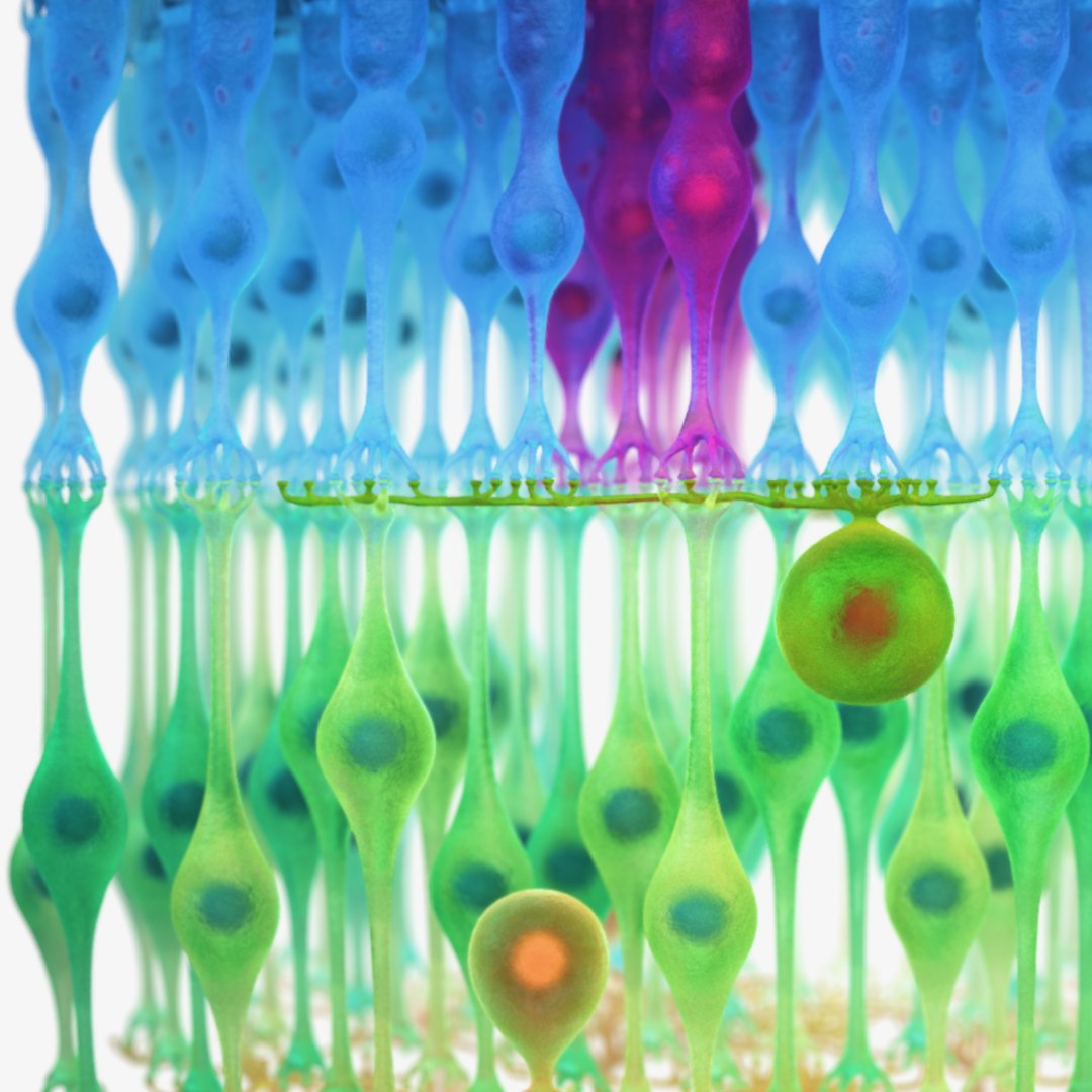 3D Eye Photoreceptors - TurboSquid 1309507