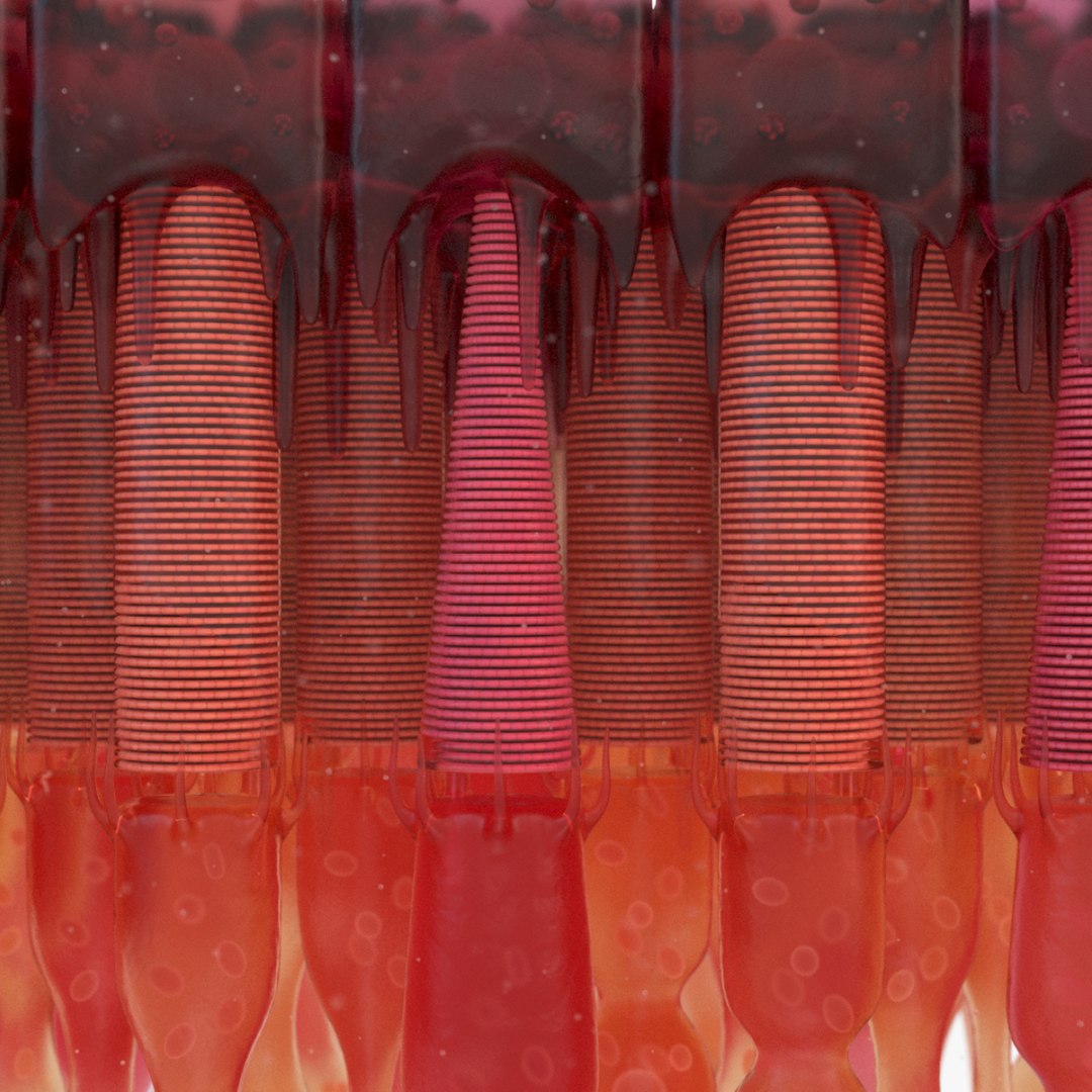 3D eye photoreceptors - TurboSquid 1309507