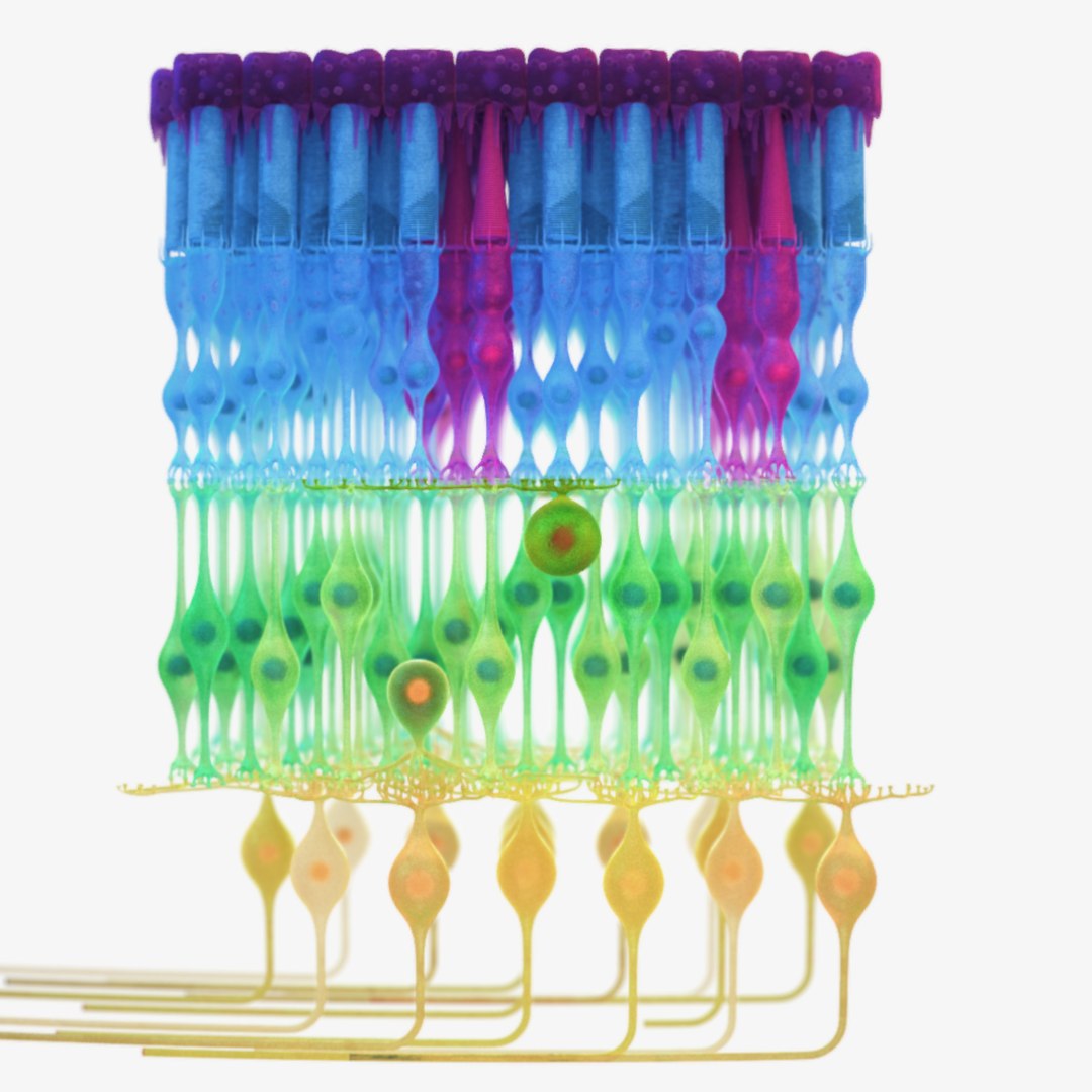 3D eye photoreceptors - TurboSquid 1309507