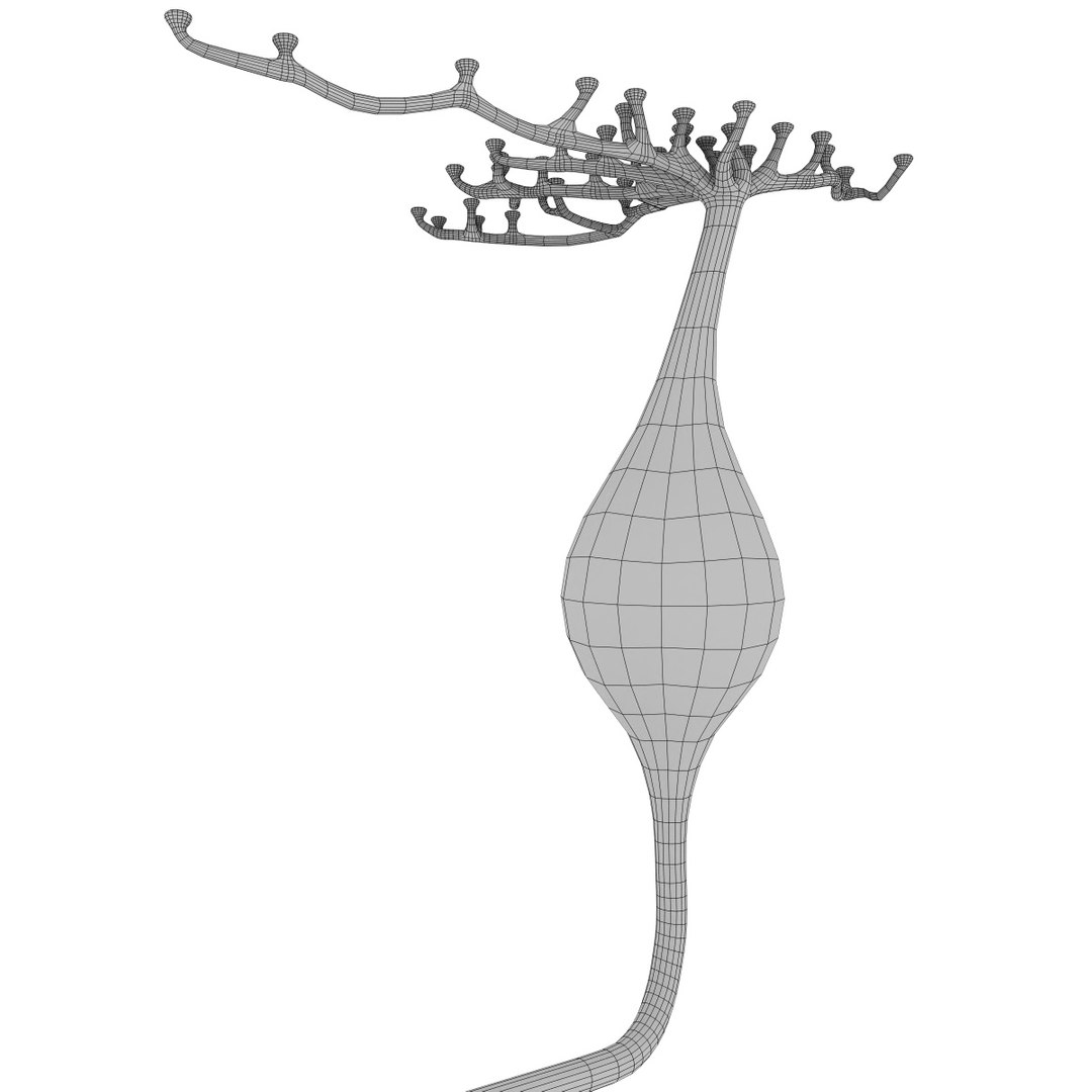 3D eye photoreceptors - TurboSquid 1309507