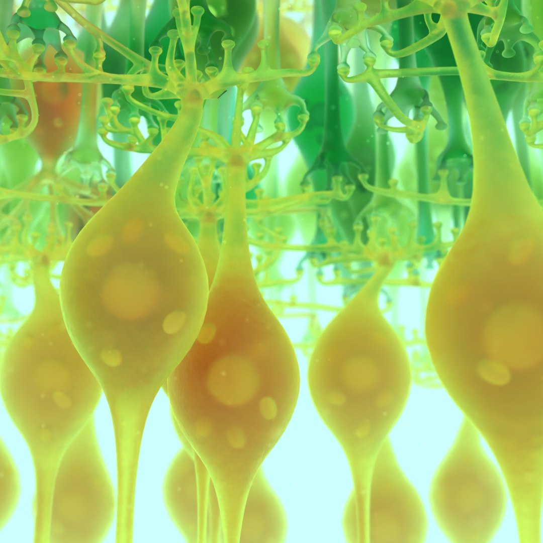 3D eye photoreceptors - TurboSquid 1309507