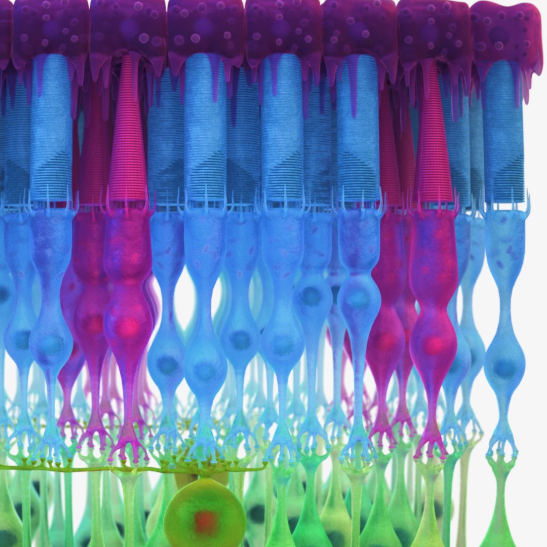 3D Eye Photoreceptors - TurboSquid 1309507