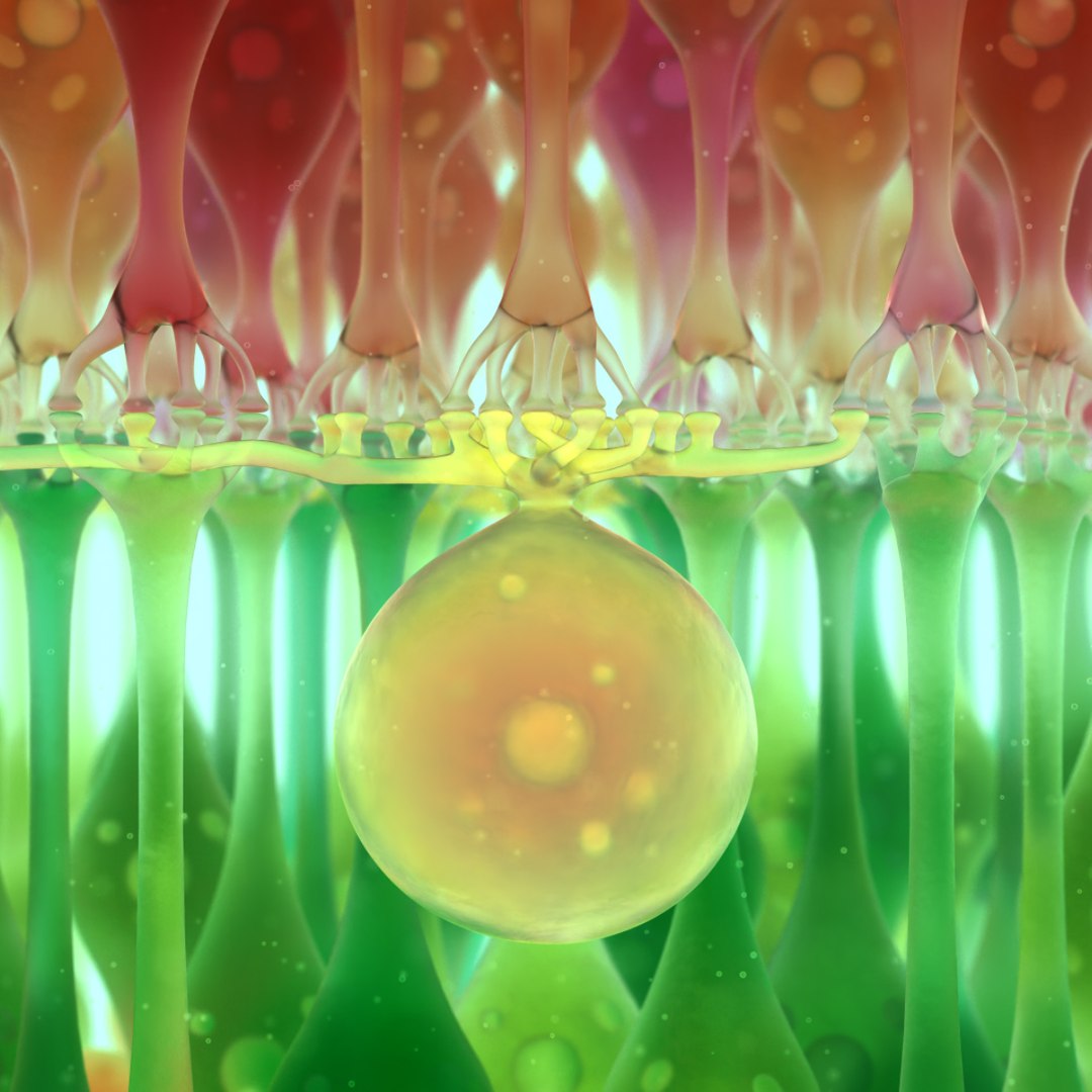 3D eye photoreceptors - TurboSquid 1309507