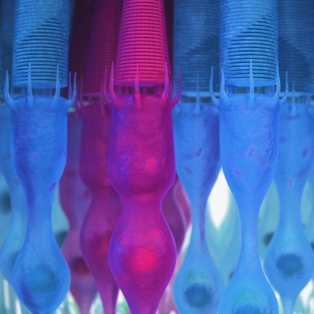 3D eye photoreceptors - TurboSquid 1309507