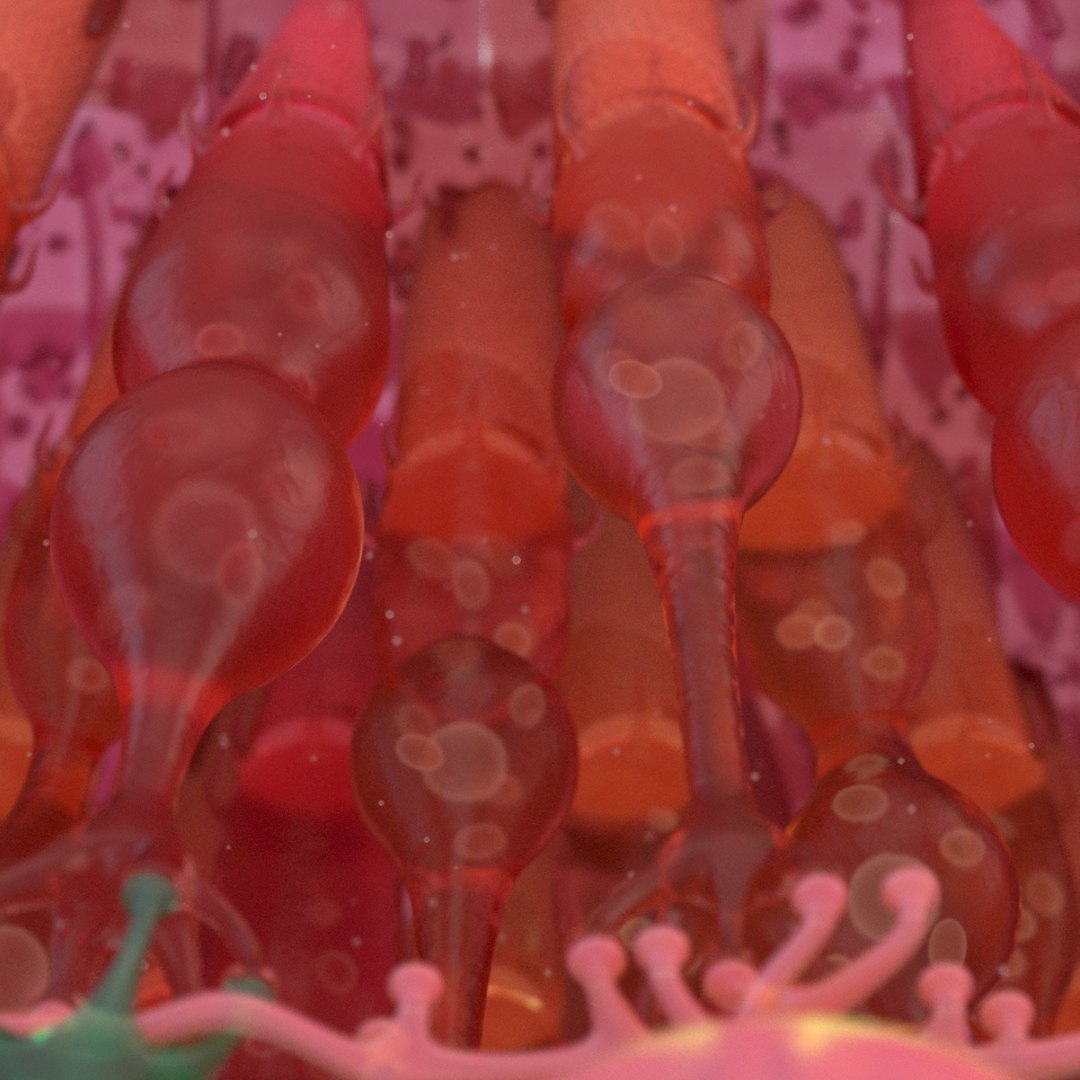 3D eye photoreceptors - TurboSquid 1309507