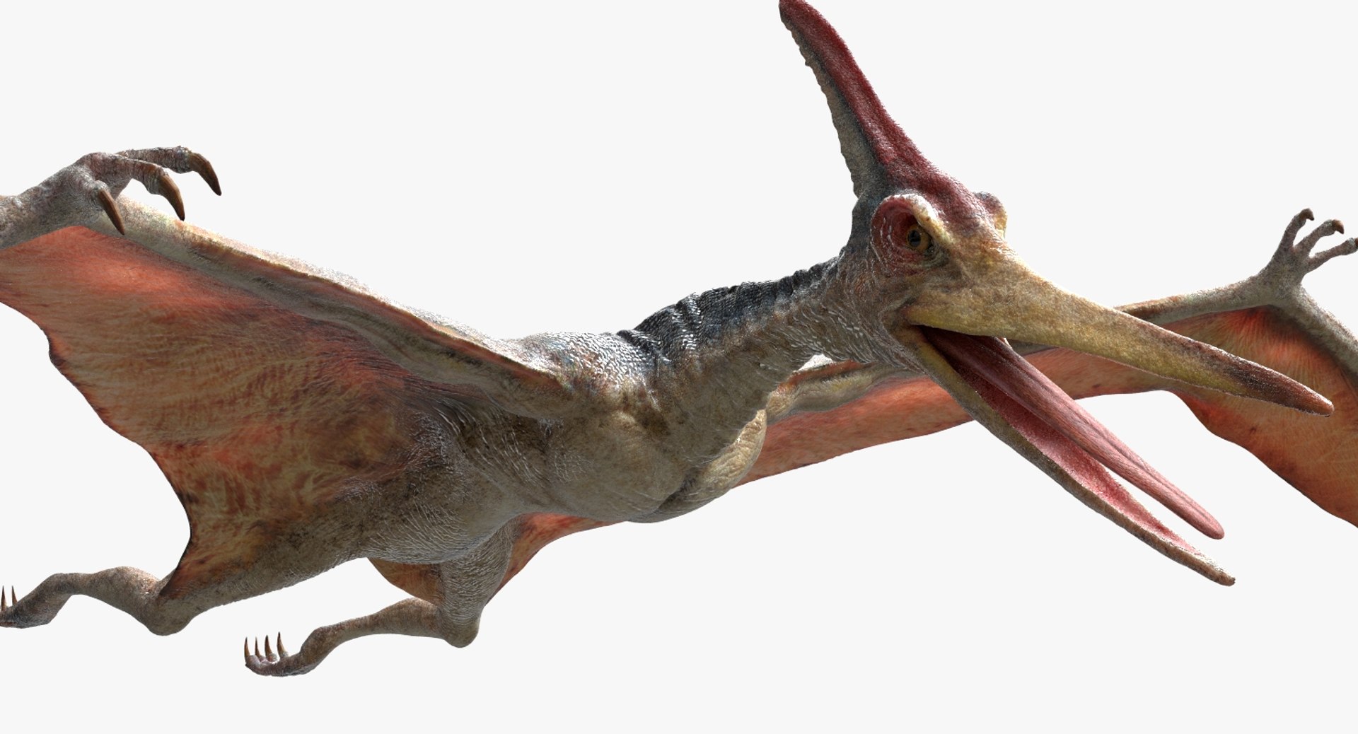 pteranodon rigged obj https://p.turbosquid.com/ts-thumb/sK/kWhfbW/3EyQlXSL/15/jpg/1490175936/1920x1080/fit_q87/8ea7edc42af6af6c3cb6fc5085121489640a0911/15.jpg