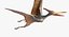 Pteranodon (Rigged)