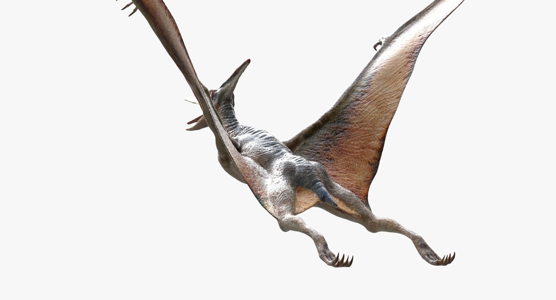 pteranodon rigged obj