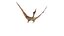 Pteranodon (Rigged)