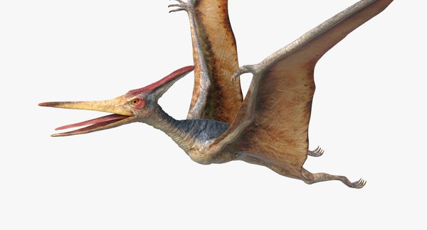 pteranodon rigged obj