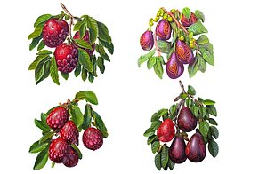 Magical Fruits model