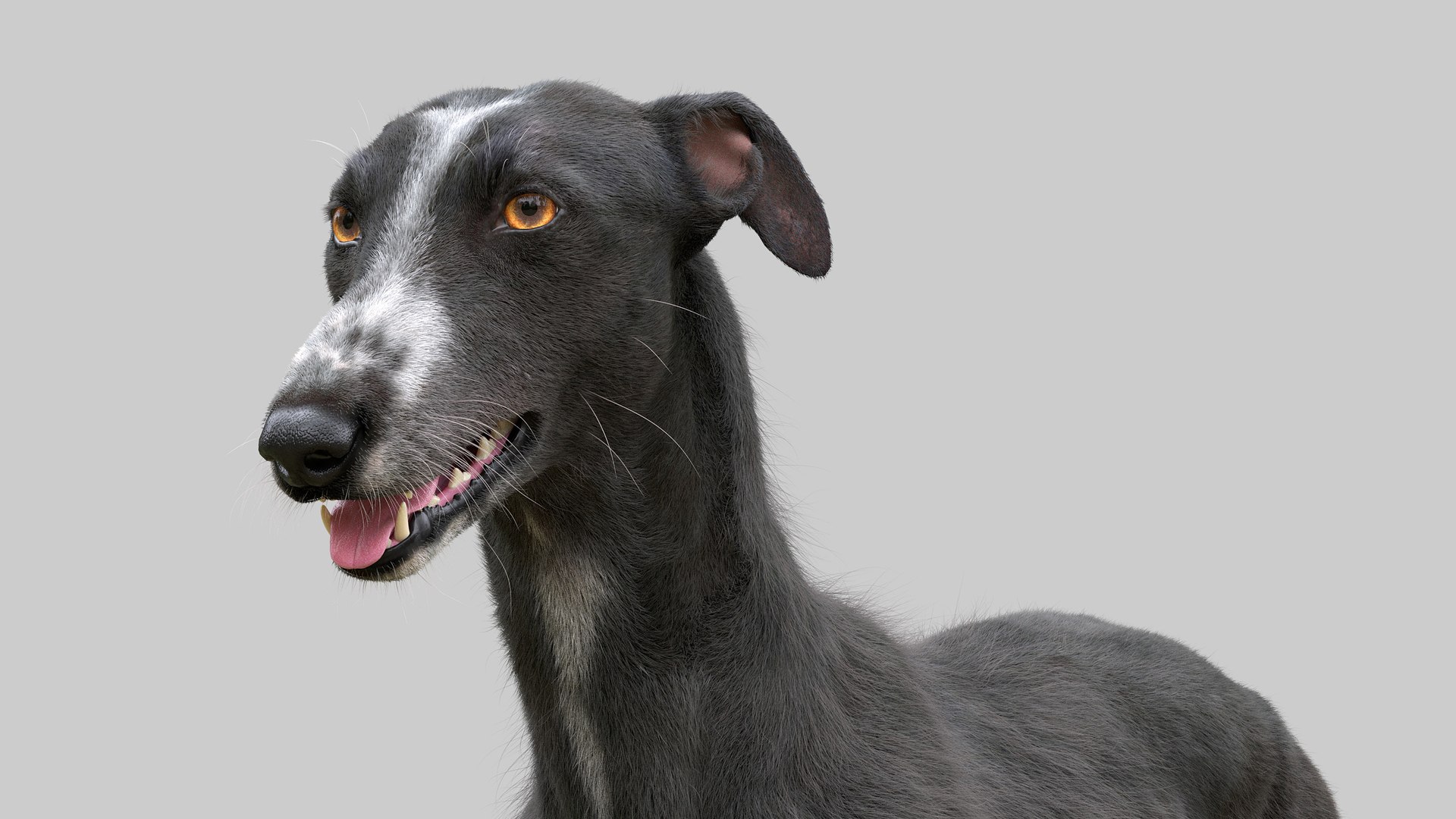 Furry greyhound 2024