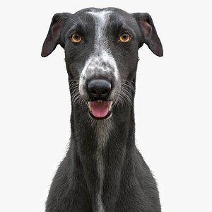 3D model realistic greyhound fur