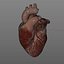 realistic heart animation 3d c4d