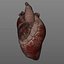 realistic heart animation 3d c4d