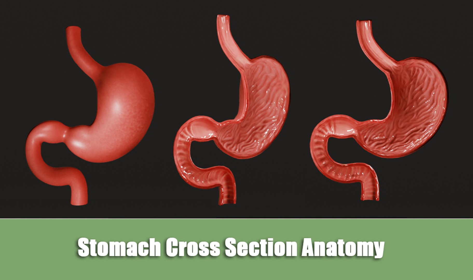 Stomach Cross Section Anatomy Model - TurboSquid 1943426