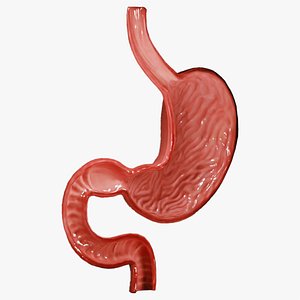 Stomach Cross Section Anatomy model
