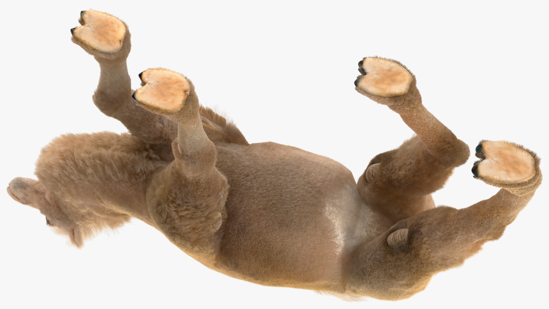 Bactrian Camel Light Colored Walking Pose Fur model https://p.turbosquid.com/ts-thumb/sL/81RCWn/4T/bactriancamellightcoloredwalkingposefurvray3dmodel011/jpg/1724732979/1920x1080/fit_q87/61fcd5501e64a384440aa4eb946ffdcd3d1ffa24/bactriancamellightcoloredwalkingposefurvray3dmodel011.jpg