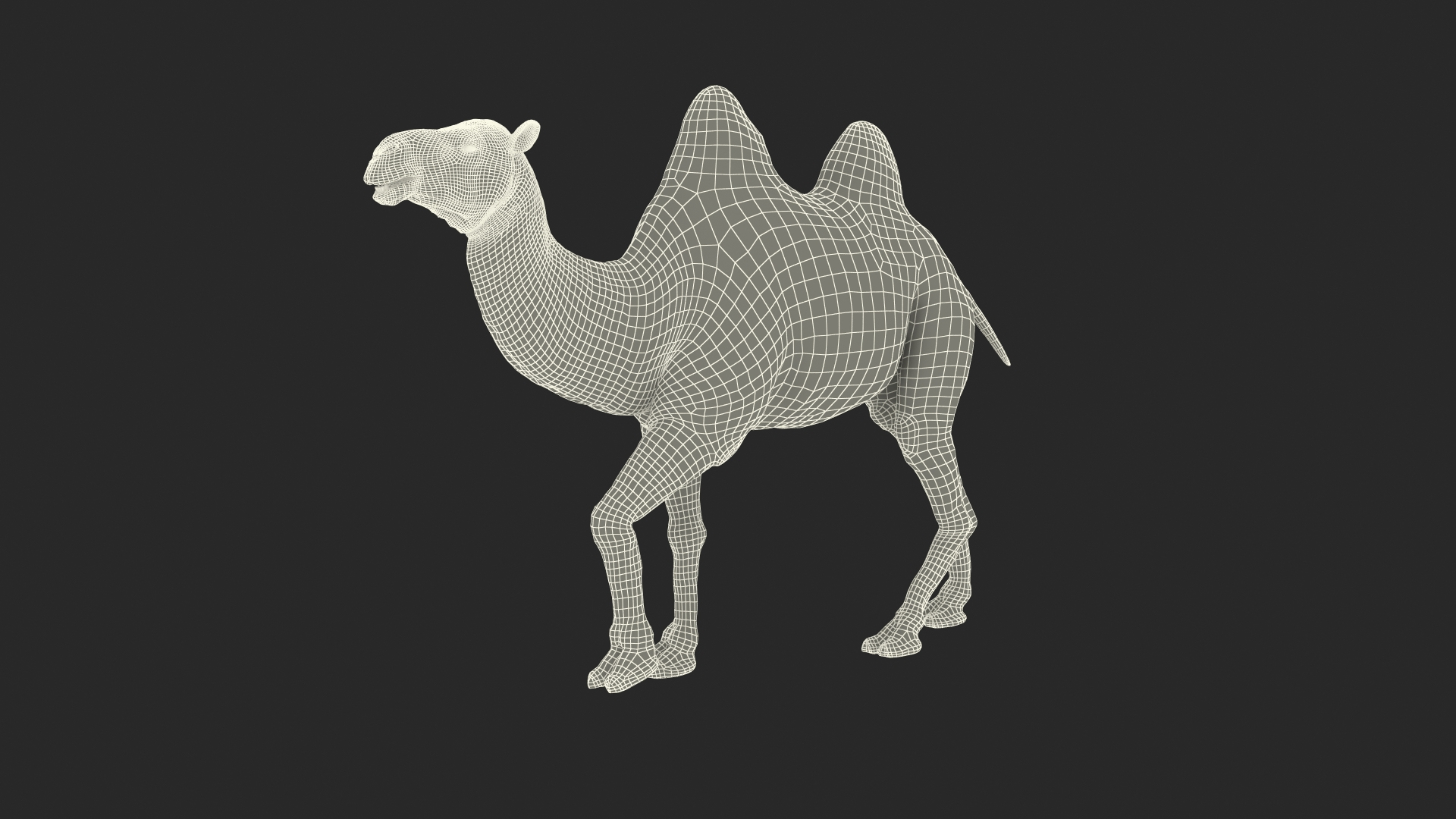 Bactrian Camel Light Colored Walking Pose Fur model https://p.turbosquid.com/ts-thumb/sL/81RCWn/Cx/bactrian_camel_light_colored_walking_pose_fur_361/jpg/1724732755/1920x1080/turn_fit_q99/bafa85803acb02da8998140e199ff6f3c7ca2f0a/bactrian_camel_light_colored_walking_pose_fur_361-1.jpg