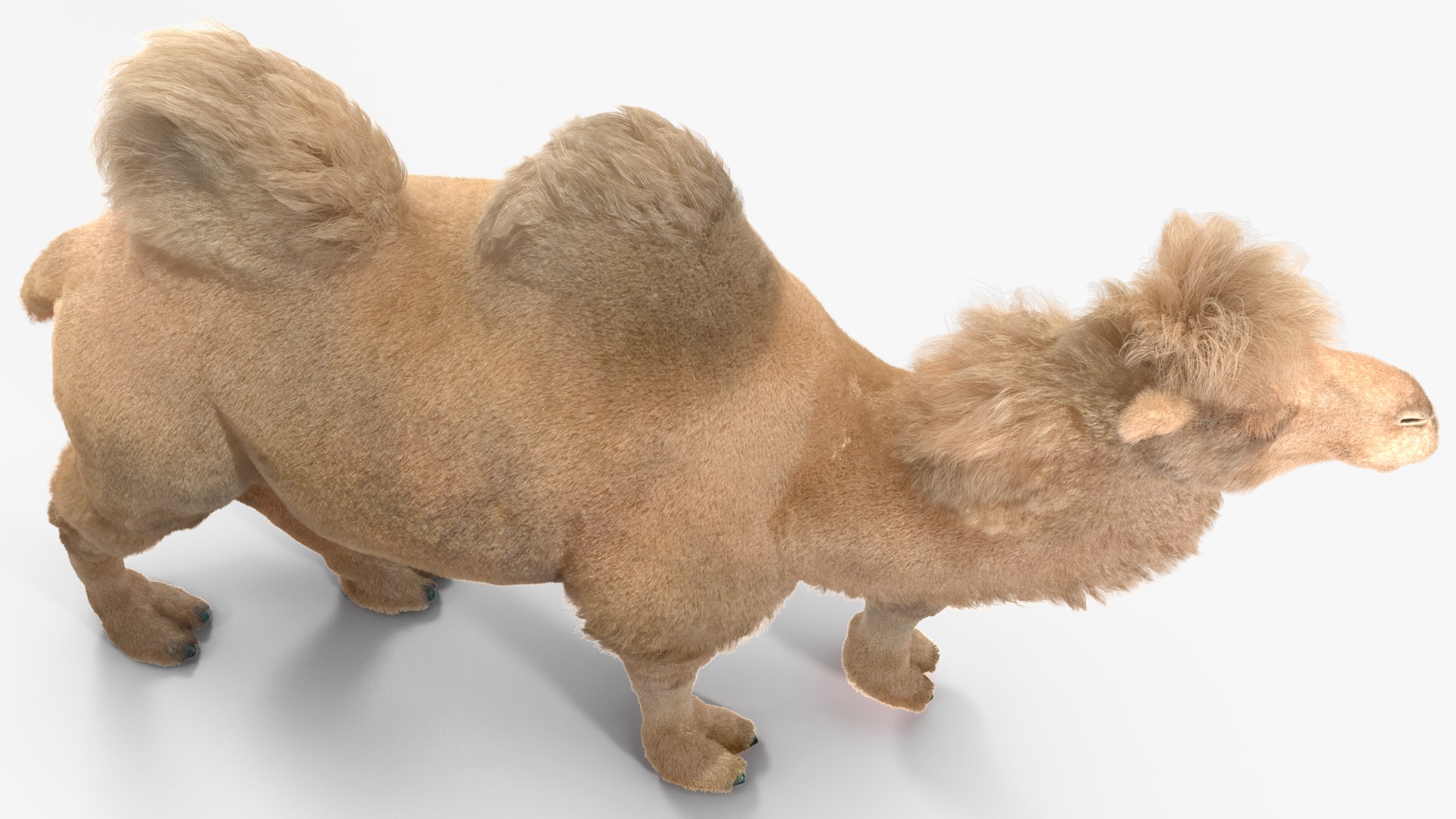 Bactrian Camel Light Colored Walking Pose Fur model https://p.turbosquid.com/ts-thumb/sL/81RCWn/EN/bactriancamellightcoloredwalkingposefurvray3dmodel010/jpg/1724732975/1920x1080/fit_q87/5447bd2ef30a266732be33d8cdc7888403783815/bactriancamellightcoloredwalkingposefurvray3dmodel010.jpg