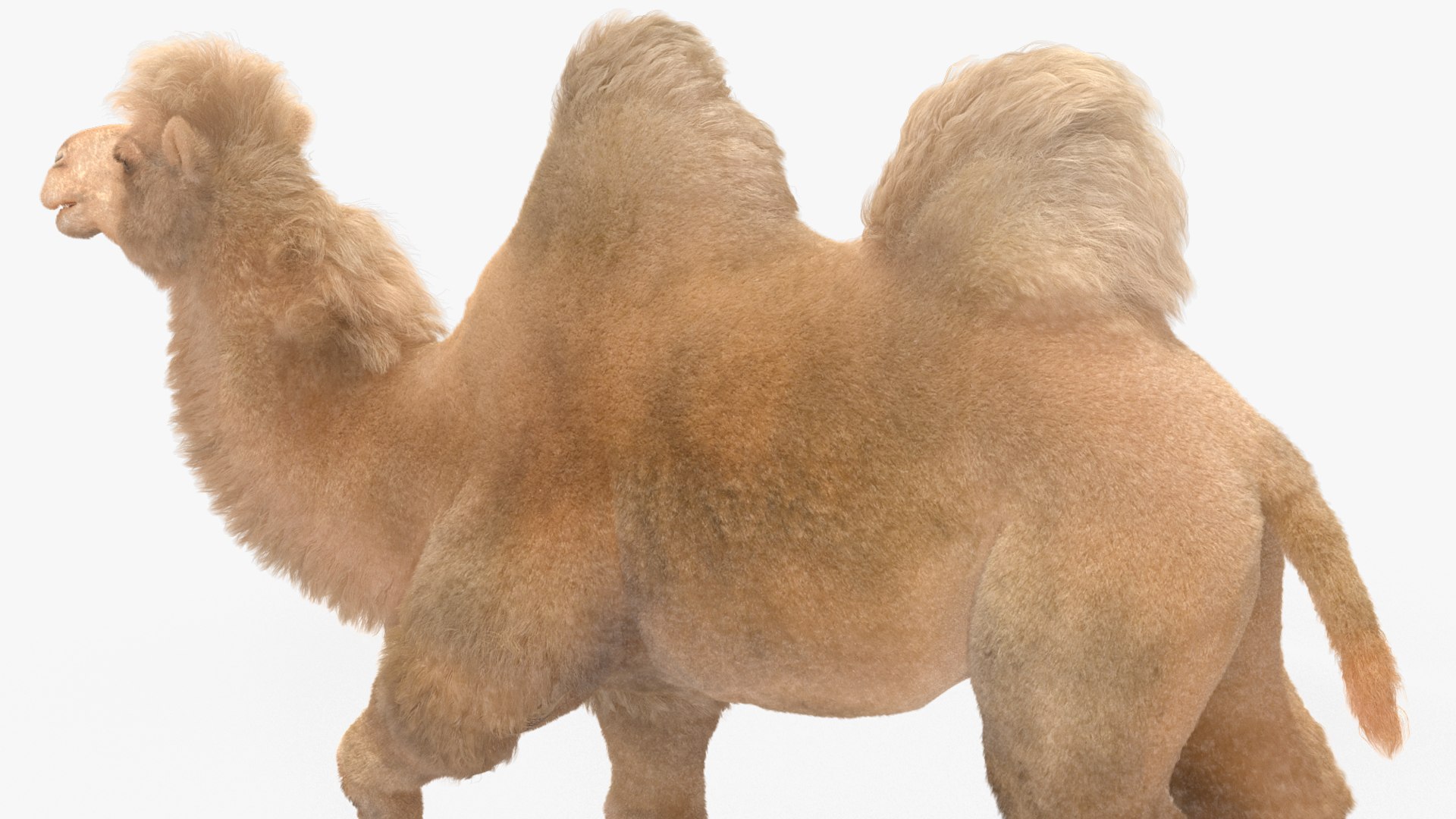 Bactrian Camel Light Colored Walking Pose Fur model https://p.turbosquid.com/ts-thumb/sL/81RCWn/Ed/bactriancamellightcoloredwalkingposefurvray3dmodel013/jpg/1724732987/1920x1080/fit_q87/75076dc371e3c58b4118b5316d56b10bf9b7c0d0/bactriancamellightcoloredwalkingposefurvray3dmodel013.jpg