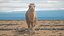 Camello bactriano en pose de caminar de color claro