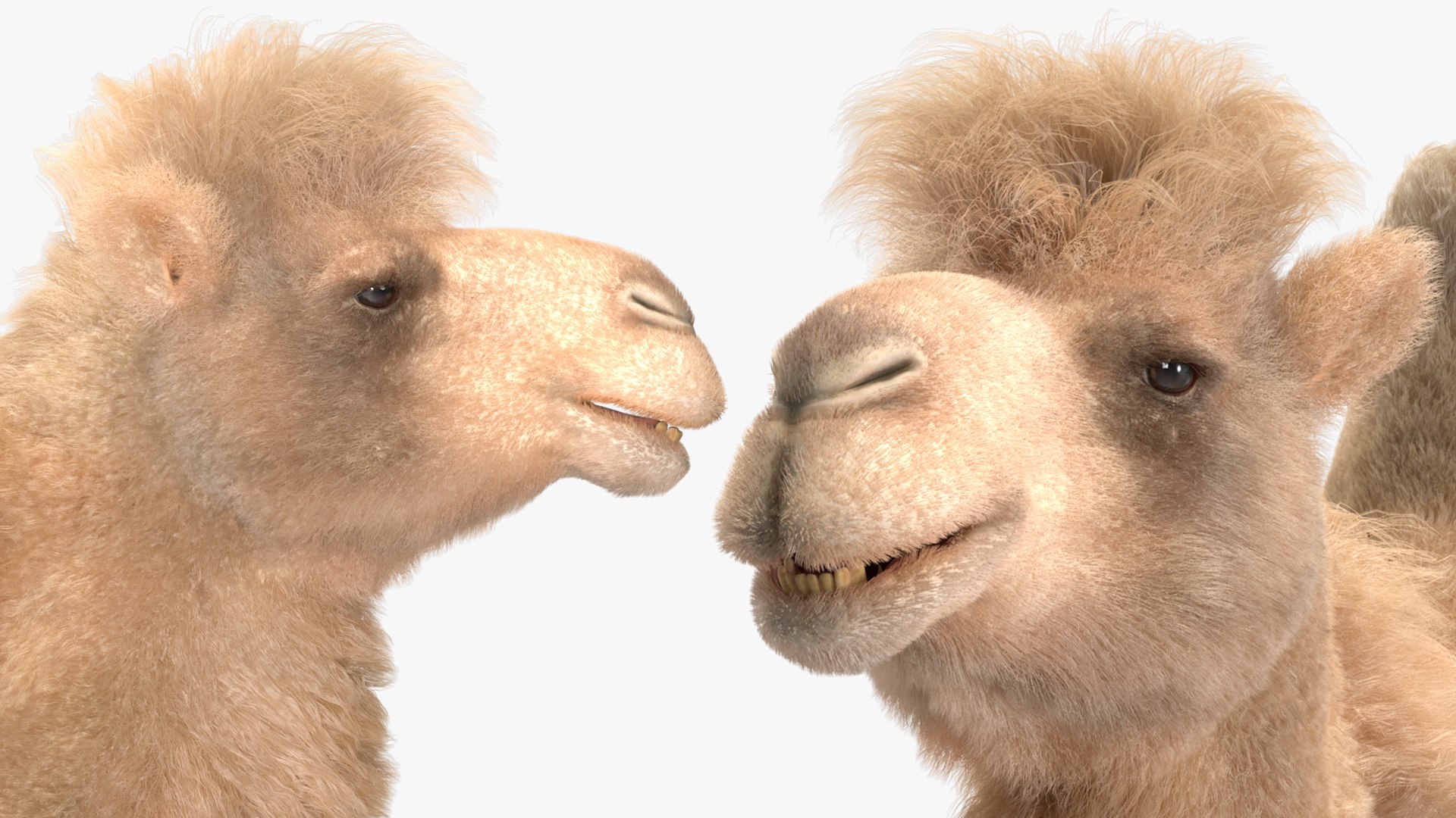 Bactrian Camel Light Colored Walking Pose Fur model https://p.turbosquid.com/ts-thumb/sL/81RCWn/Or/bactriancamellightcoloredwalkingposefurvray3dmodel019/jpg/1724733011/1920x1080/fit_q87/52e3169daaffa1aa97250a23ff04ffc3515344d9/bactriancamellightcoloredwalkingposefurvray3dmodel019.jpg