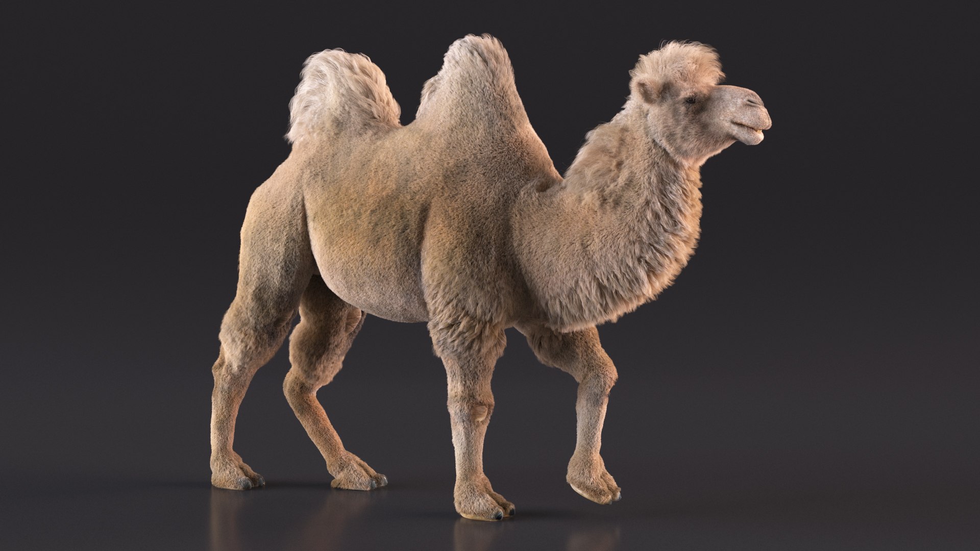 Bactrian Camel Light Colored Walking Pose Fur model https://p.turbosquid.com/ts-thumb/sL/81RCWn/TF/bactriancamellightcoloredwalkingposefurvray3dmodel006/jpg/1724732960/1920x1080/fit_q87/26b01aba08001f157438c877865e8acfda14ccfa/bactriancamellightcoloredwalkingposefurvray3dmodel006.jpg