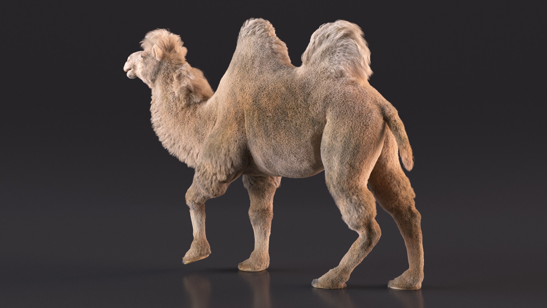 Bactrian Camel Light Colored Walking Pose Fur model https://p.turbosquid.com/ts-thumb/sL/81RCWn/bx/bactriancamellightcoloredwalkingposefurvray3dmodel007/jpg/1724732964/1920x1080/fit_q87/53c98375b215fd9824971d124b462e0ef73880f3/bactriancamellightcoloredwalkingposefurvray3dmodel007.jpg