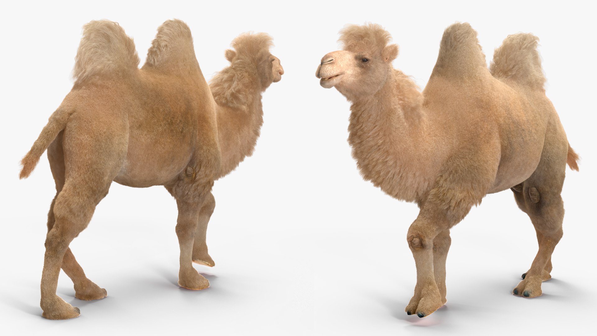 Bactrian Camel Light Colored Walking Pose Fur model https://p.turbosquid.com/ts-thumb/sL/81RCWn/ff/bactriancamellightcoloredwalkingposefurvray3dmodel009/jpg/1724732971/1920x1080/fit_q87/431246a187eb387fc37c0ecd7be37fb24021cf14/bactriancamellightcoloredwalkingposefurvray3dmodel009.jpg