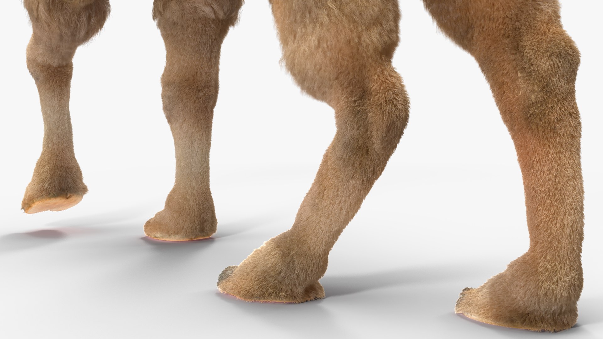 Bactrian Camel Light Colored Walking Pose Fur model https://p.turbosquid.com/ts-thumb/sL/81RCWn/kN/bactriancamellightcoloredwalkingposefurvray3dmodel015/jpg/1724732995/1920x1080/fit_q87/dc39ac8fb7508364866d507ea92071b5751c0ab6/bactriancamellightcoloredwalkingposefurvray3dmodel015.jpg