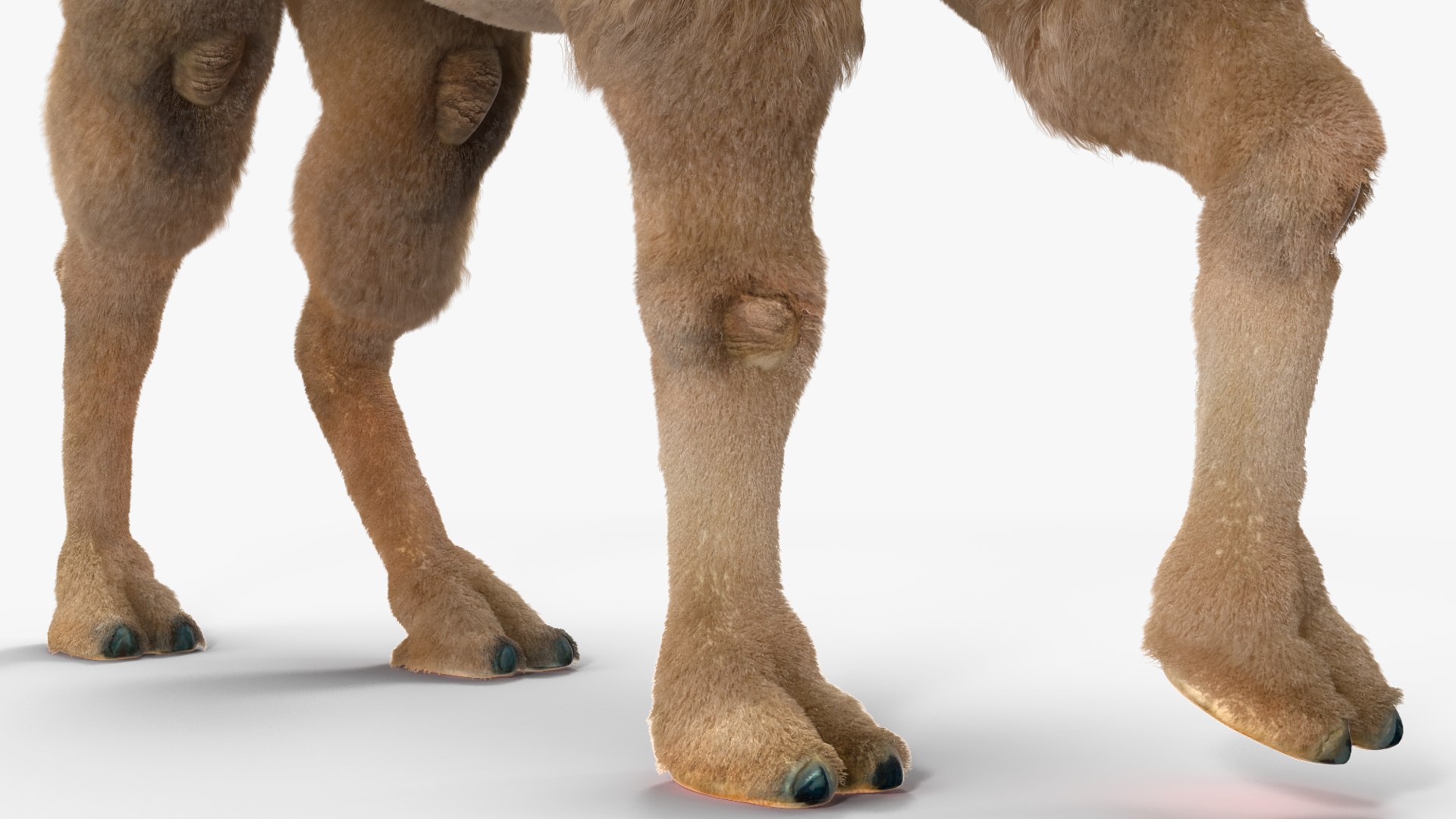 Bactrian Camel Light Colored Walking Pose Fur model https://p.turbosquid.com/ts-thumb/sL/81RCWn/v5/bactriancamellightcoloredwalkingposefurvray3dmodel014/jpg/1724732991/1920x1080/fit_q87/9e858b091afd1dc4f18b8145ba5802563d4fe0ed/bactriancamellightcoloredwalkingposefurvray3dmodel014.jpg