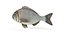 3D Bream Fish