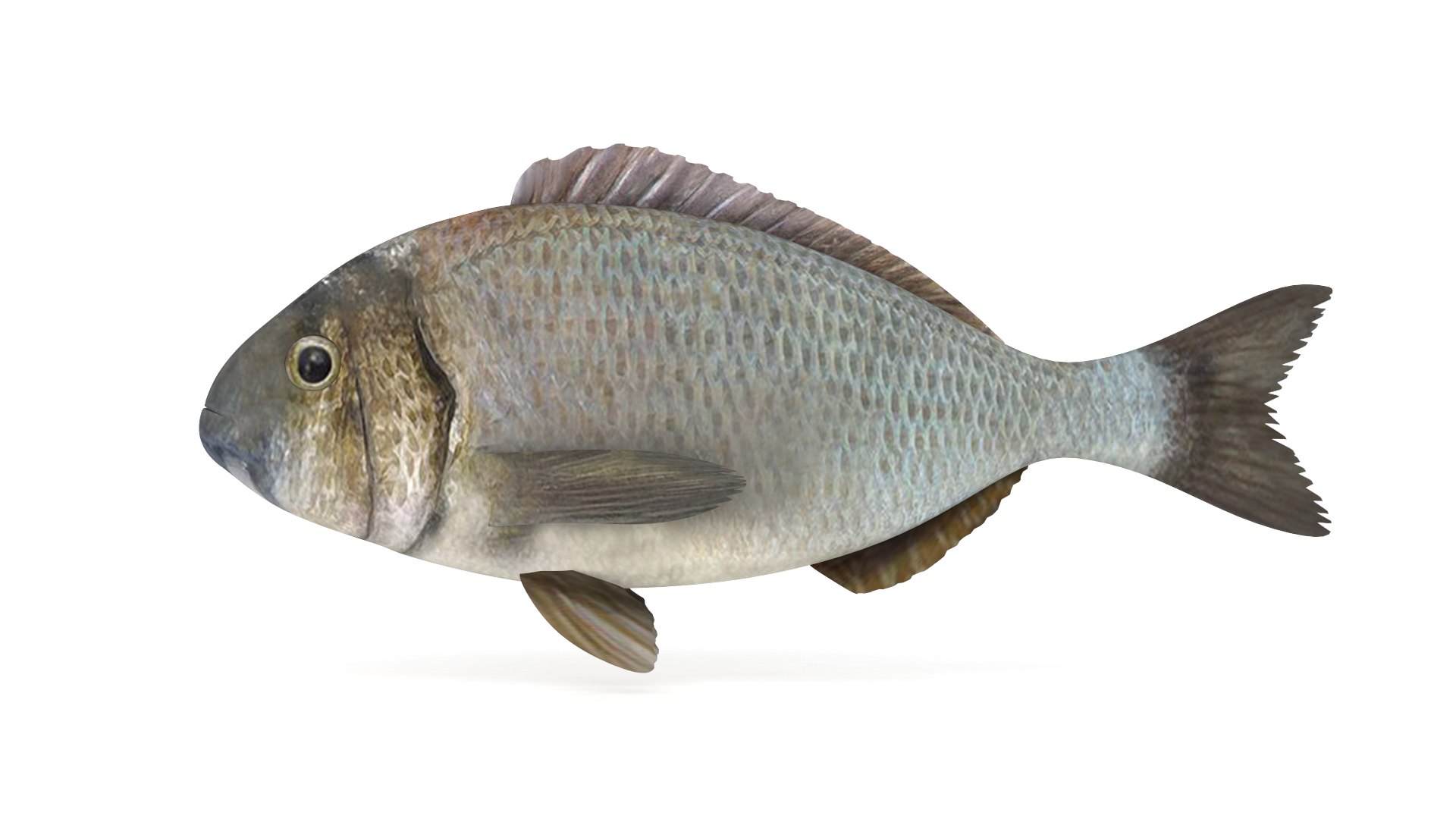 3D Bream Fish https://p.turbosquid.com/ts-thumb/sL/AzQ9fe/Ad/00000/png/1756102153/1920x1080/fit_q87/17be188347d793feee288944cdf6bb77c919c877/00000.jpg