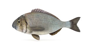 Bream Fish
