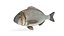 3D Bream Fish