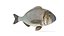 3D Bream Fish