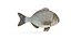 3D Bream Fish