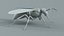 黄蜂 Vespula Vulgaris Ribbed Xgen