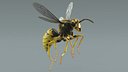 Wasp Vespula Vulgaris Rigged Xgen