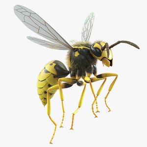 Wasp Vespula Vulgaris Rigged Xgen 3D model